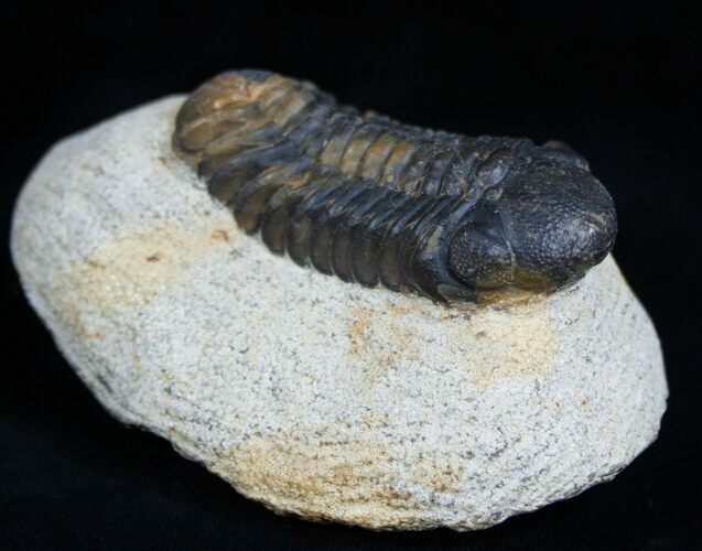 Arched / Inch Phacops Speculator Trilobite #1941